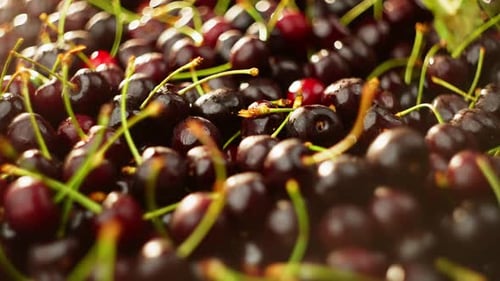 Es gibt eine große Anzahl stilvoller karminroter Kirschen