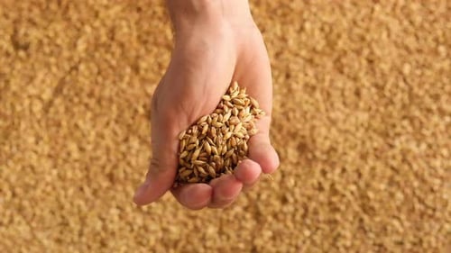 Hand holding Golden Grains