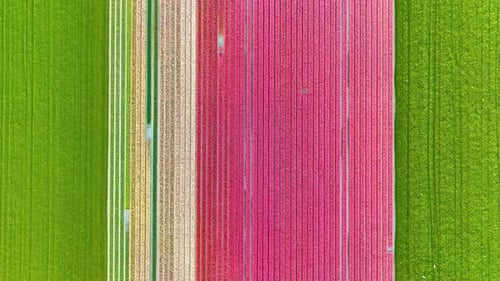 Aerial view of symmetrical tulip field rows in the Netherlands countryside.