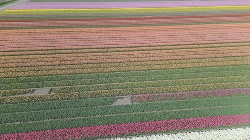 Flying over the multicolored tulip field in the Netherlands in spring. Aerial shot, move forward.