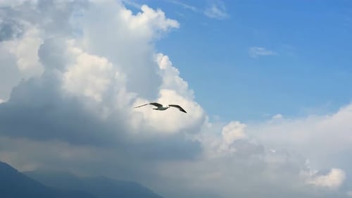 Seagull Flying On Cloudy Day