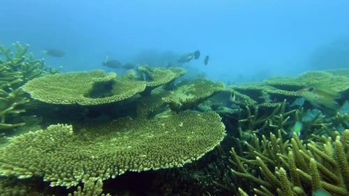 4k video footage of a variety of fishes swimming along a coral reef