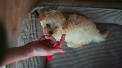 Adorable Puppy Plays with Owner in Dog Bed
