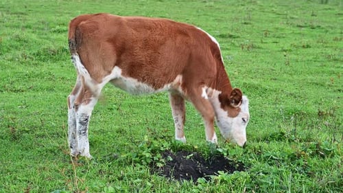Brown and white calf grazes in green field