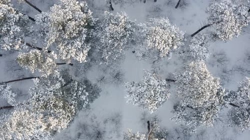 A lonely man himself in the forest walks along a path in a snowy forest.