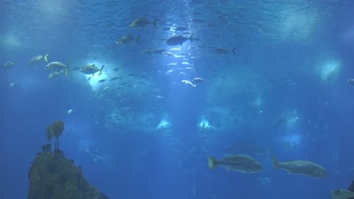 Large Schools of Fish Swim in a Huge Aquarium