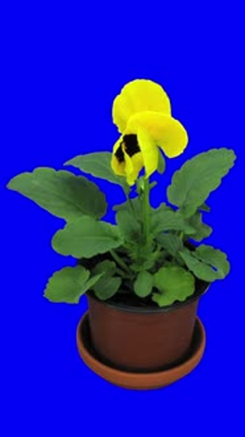 Opening Viola flower against blue CHROMA key background, vertical orientation