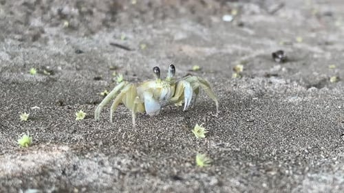 Weiße und gelbe Atlantische Geisterkrabbe, die sich auf Sand bewegt - Ocypode quadrata