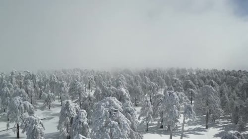 Aerial View of the Winter Fairy Tale Landscape in the Forest