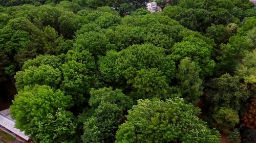 Wind waving the tops of green trees. Inhabited area full of private cottages at backdrop.