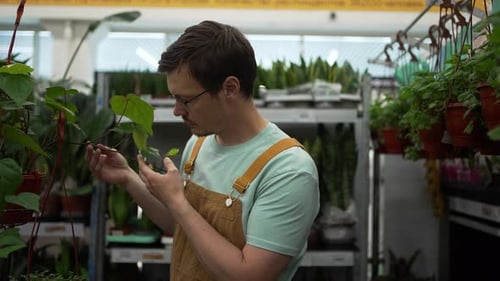 Professional Gardener Carefully Examining Leaves and Stems of Potted Plants in a Bright Garden