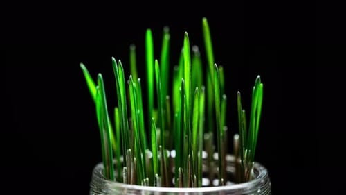 Bright Green Grass Growing in Glass Jar