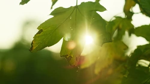 Autumn background of sunset seen through maple tree leaves, sun flaring the lens