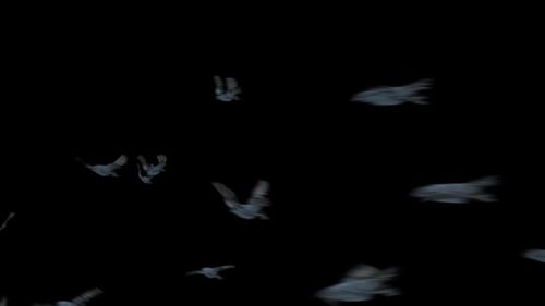 Flock of Birds Flying Realistic Animation