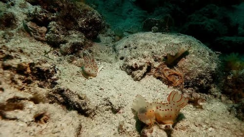 Close-up of vibrant nudibranchs exploring a textured rock on the Mauritius seabed.
