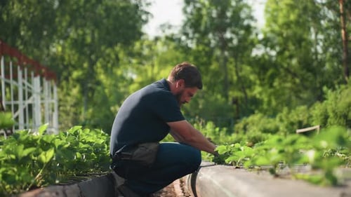 Un agronome accroupit le sol de travail parmi les rangées vertes dans un jardin rural ensoleillé