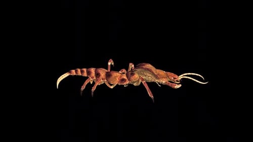 Centipede Walk