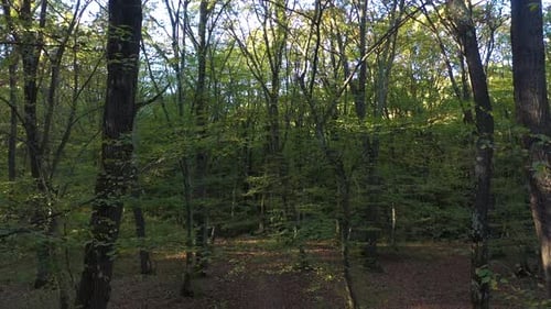 Flying through forest trees branches with a drone aerial view