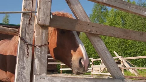 Racecourse Concept Modern Animal Livestock Brown Horse Stallions in Stall Relaxing in Training