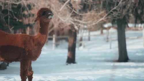 A brown alpaca surrounded by snow in the woods.