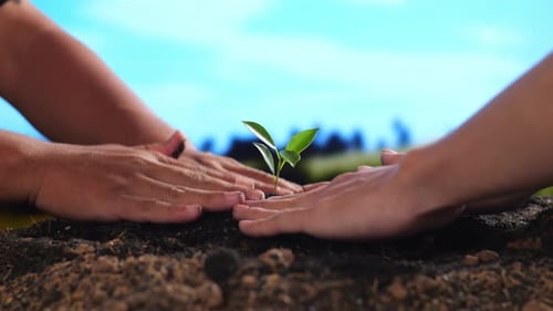 Close Up Of Farmer's Hands Helping Each Other Planting A Tree Sprout With Black Dirt Mud At The Farm