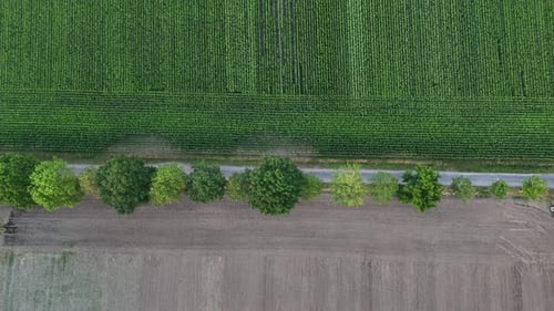 Green corn or cropland in green color on agricultural farm fields during sunny day. Aerial top down