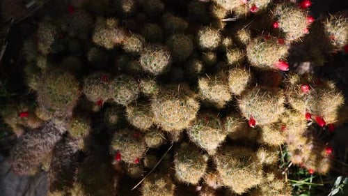 many cactus plants and succulent in garden close up spikes 4k. natural authentic environmental, gree