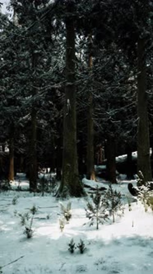 Winter Wonderland with Snow Covered Ground and Towering Evergreen Trees