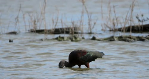 Glossy ibis, Plegadis falcinellus, Camargue, France
