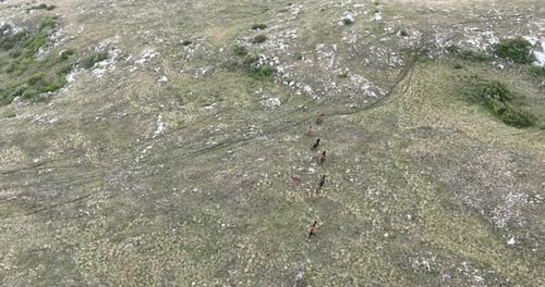 Epische Luftaufnahme über einer großen Herde wilder Pferde, die in wilder Natur galoppieren und Zeitlupe durch