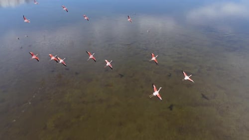 Fast follow drone shot over flying flamingos in shallow pond. South Argentina.