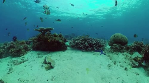 Coral Reef and Tropical Fish Philippines