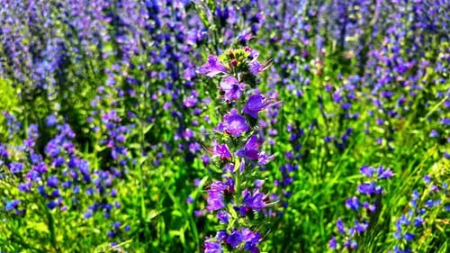 Closeup of a purple wildflower with a bee on it, meadow with more wildflowers in the background, sta
