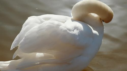 White Swan Preening on Water in Daylight
