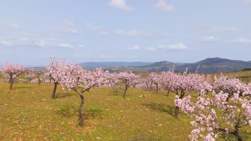 Blossoming Almond Trees and Green Meadows in Spring Portugal Aerial View