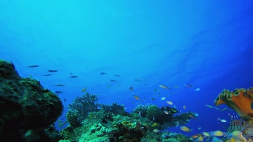 Colorful Fish Swim Around Tropical Coral Reef