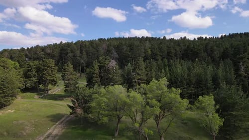 Gelbe Kiefernwälder