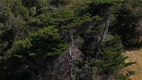 Aerial View of Beautiful Green Forest Nature Splendor Lush Vibrant Landscape Serene Beauty Verdant