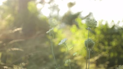 Wildflowers in Sunlight Meadow at Sunrise