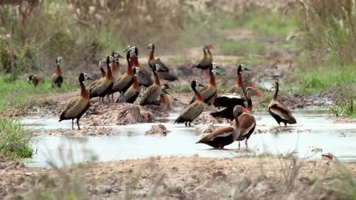 Rainforest marsh with exotic tropical ducks in wetland water