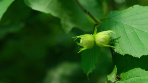 Large Hazelnuts Grow in the Forest on Green Bush Nuts Food for Brain Healthy Natural Organic Wild