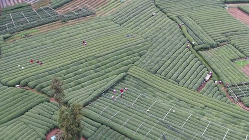 Tea plantation in mountain