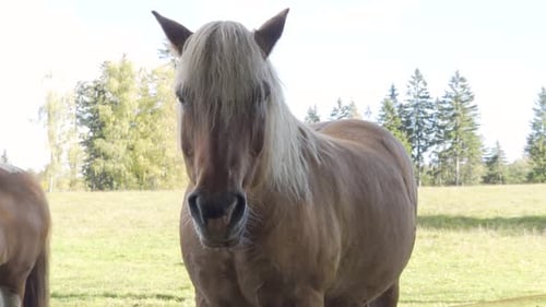 Un caballo castaño mira a la cámara a través de su melena amarilla en un pasto de una zona rural