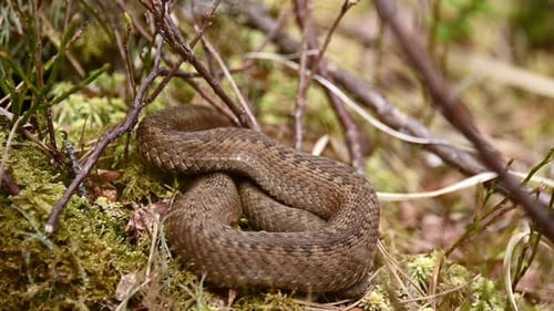 Common European Viper coiled on moss, slowly slithers away from camera