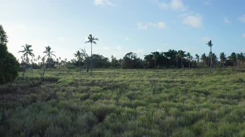 Tonga, Polynesia. Drone Shot of Island's Countryside Green Fields and Palm Trees