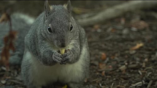 Gray squirrel eating a nut