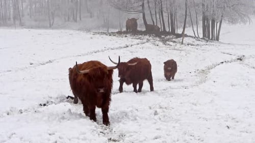 Highland Cattle Walking in a Snowy Field