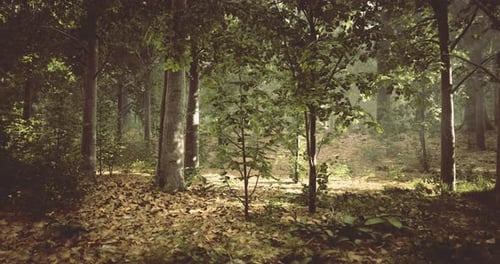 Serene Forest Landscape with Sunlight Filtering Through Lush Trees