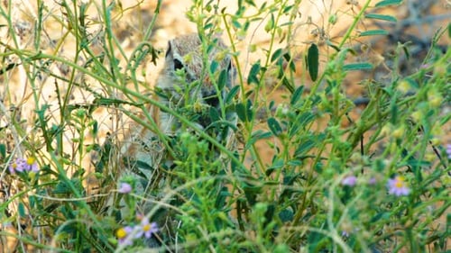 Slow motion shot of South African Ground squirrel feeding on a green bush. close-up shot, front view
