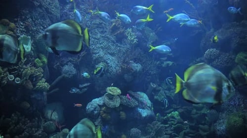 Colorful Fish Swimming Through Tropical Coral Reef